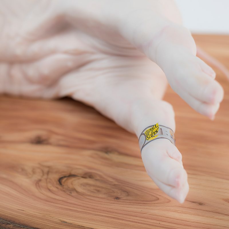 Cochinillo de Segovia