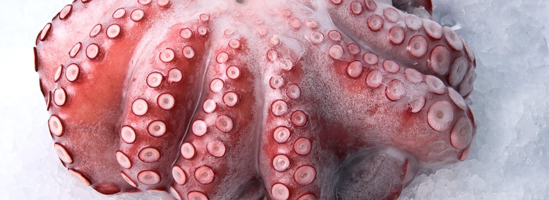 Pescados, mariscos y cefalópodos